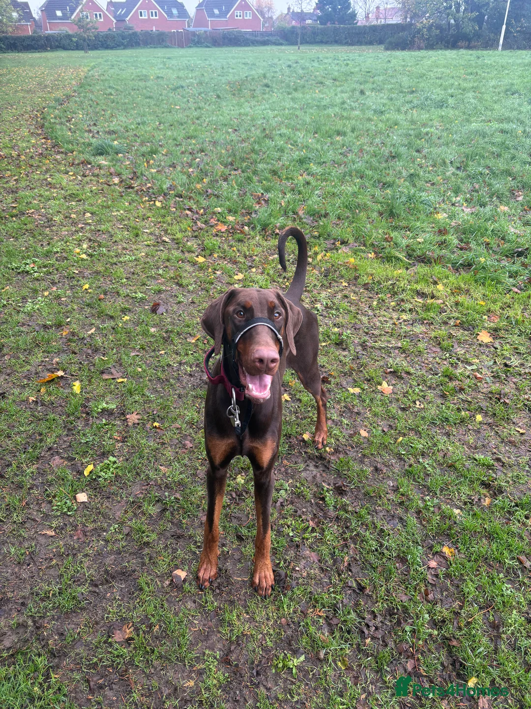 Dobermann dogs for sale: 1 Year Old Doberman Boy - Advert 3