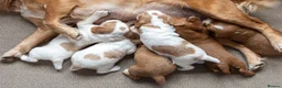 Cocker Spaniel dogs for sale: Beautiful KC Registered Cocker Spaniel Puppies  - Advert 10