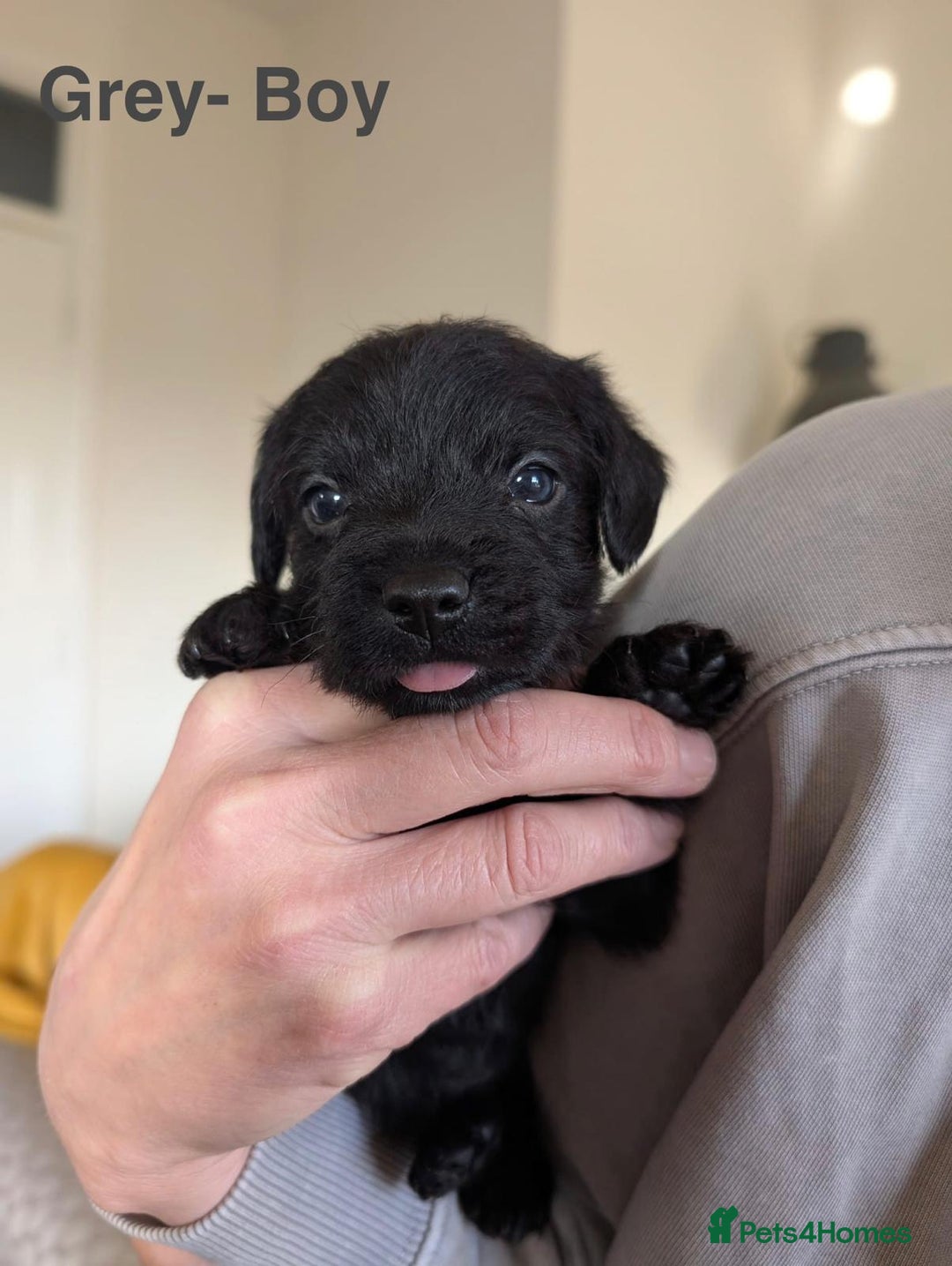 Mixed Breed dogs for sale: Beautiful Border terrier/Patterdale terrier pups - Advert 6