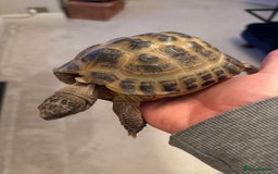 Tortoise reptiles for sale: Male horse fields tortoise  - Image 3