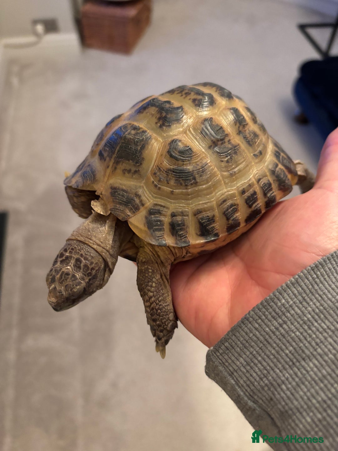 Tortoise reptiles for sale: Male horse fields tortoise  - Image 3