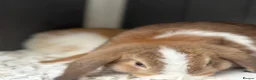 Mini Lop rabbits for sale: Beautiful mini lop babies  - Advert 4
