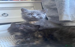 Ragdoll cats for sale: stunning ragdoll kittens - Image 6