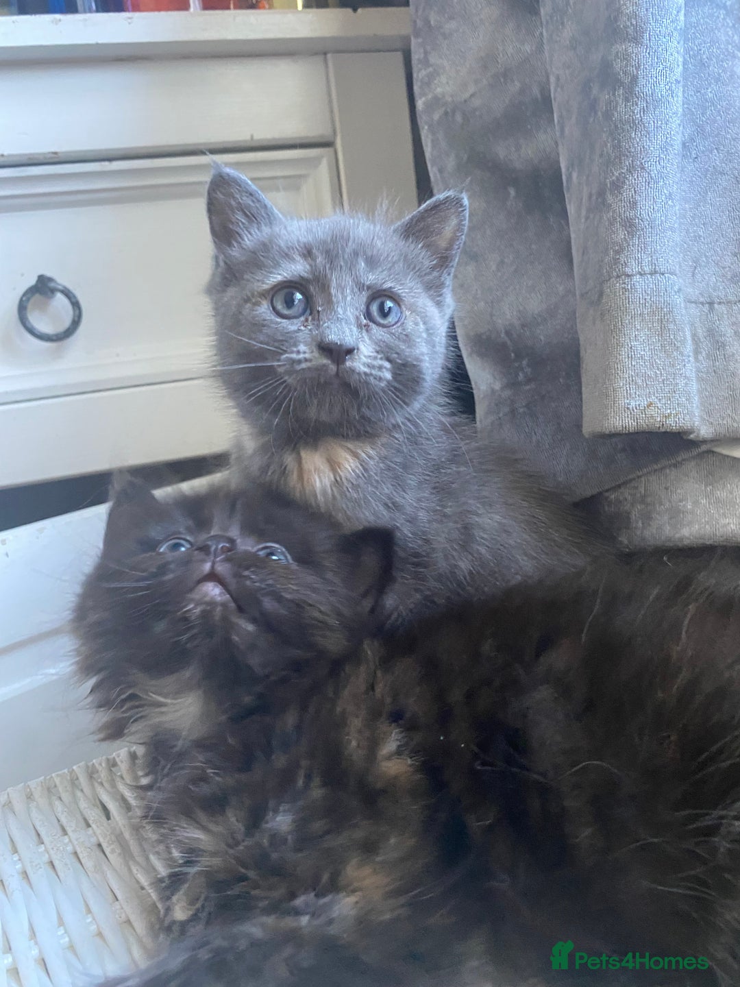 Ragdoll cats for sale: stunning ragdoll kittens - Image 6