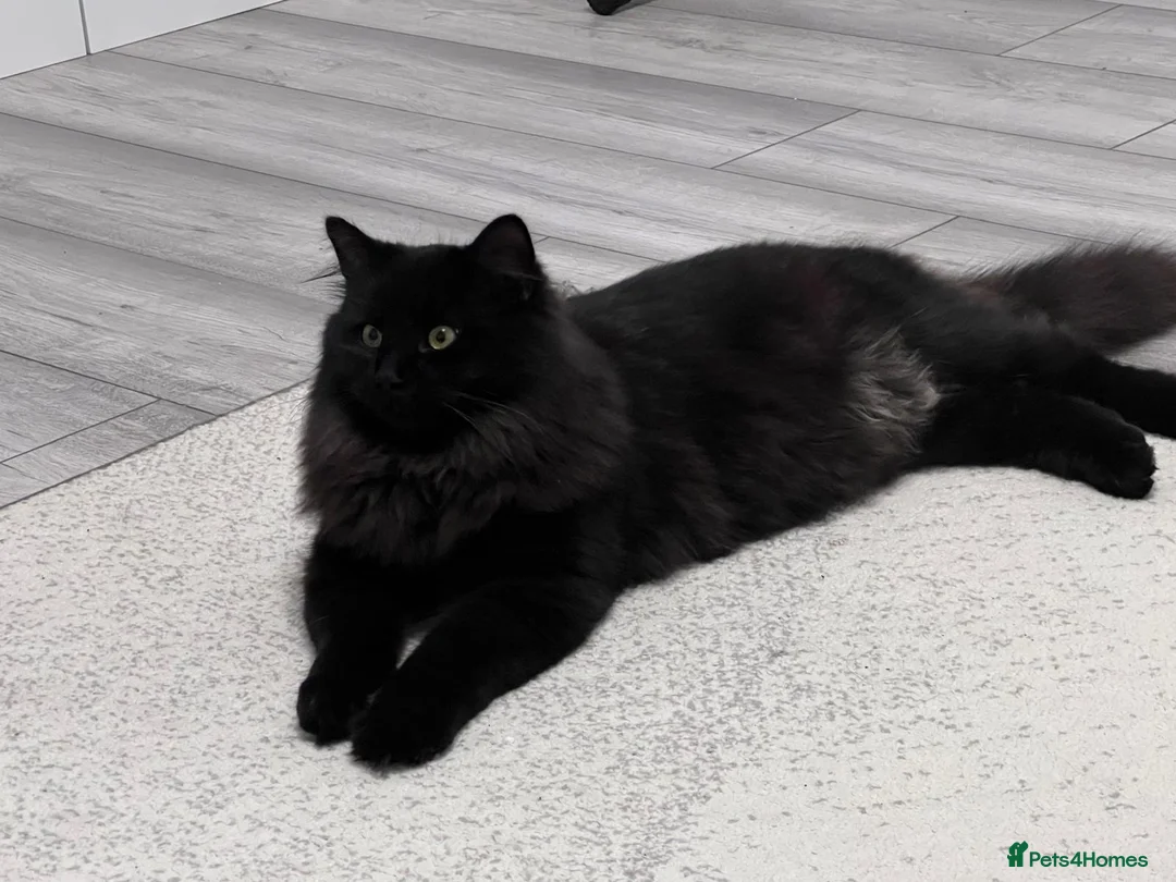 Ragdoll cats for sale: Chico - Advert 5