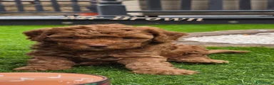 Cavapoo 2