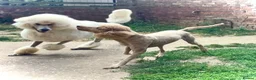 Standard Poodle dogs for stud: KC Cream Standard Poodle Stud  - Advert 4