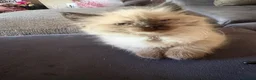 Ragdoll cats for sale: Beautiful, fluffy ragdoll kittens  - Advert 9