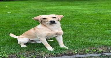 Labrador Retriever dogs - Advert 7