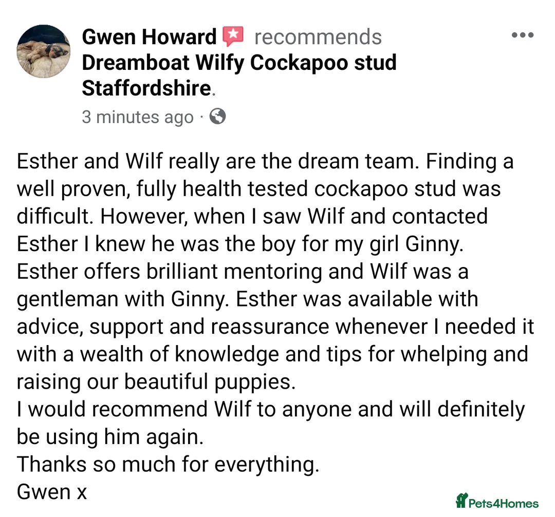 Cockapoo dogs for stud: Experienced & Dna tested F1 Sable Cockapoo Stud in Cannock - Advert 18