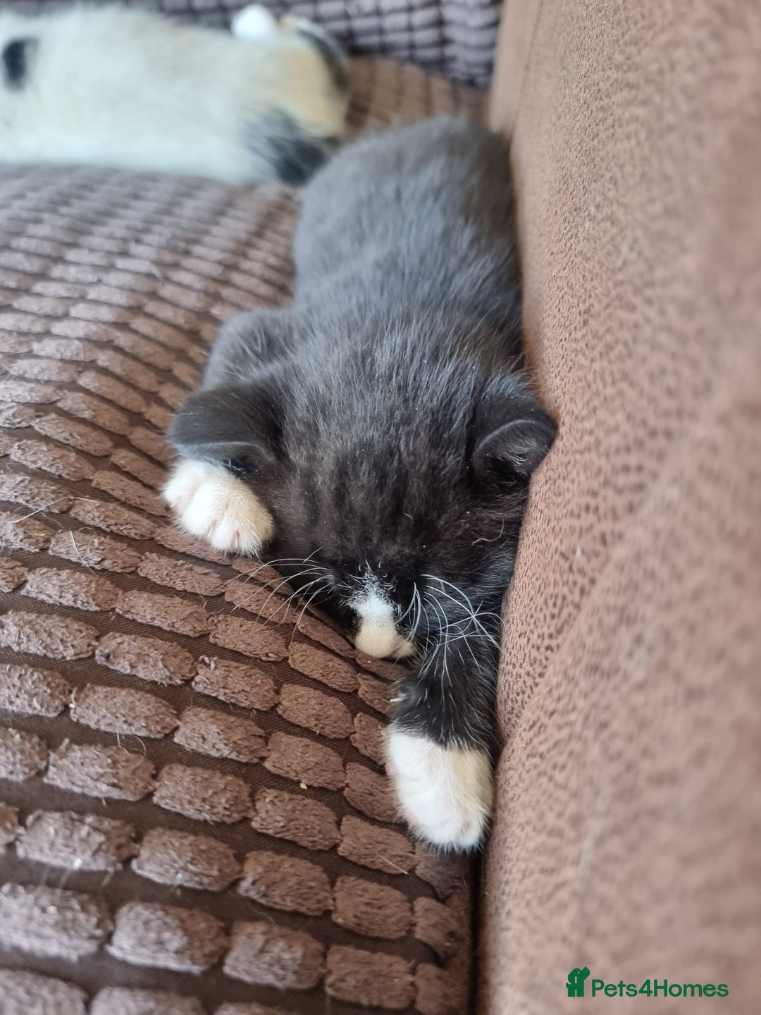 Mixed Breed cats for sale: Bengal x British Short Hair Kitten  - Image 13