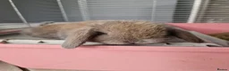 Mini Lop rabbits for sale: Baby mini lops in Newcastle upon Tyne - Advert 7