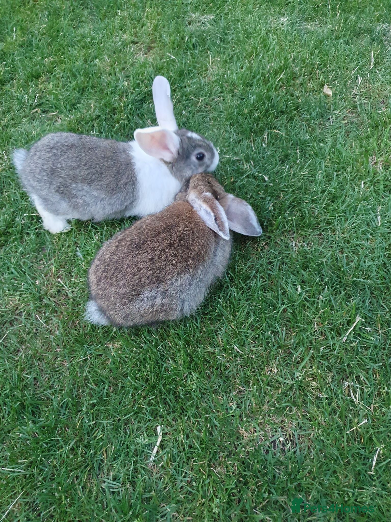 Mixed Breed rabbits Rabbits for sale  - Advert 1
