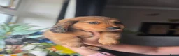 Miniature Dachshund dogs for sale: Miniature dachshund  - Advert 4