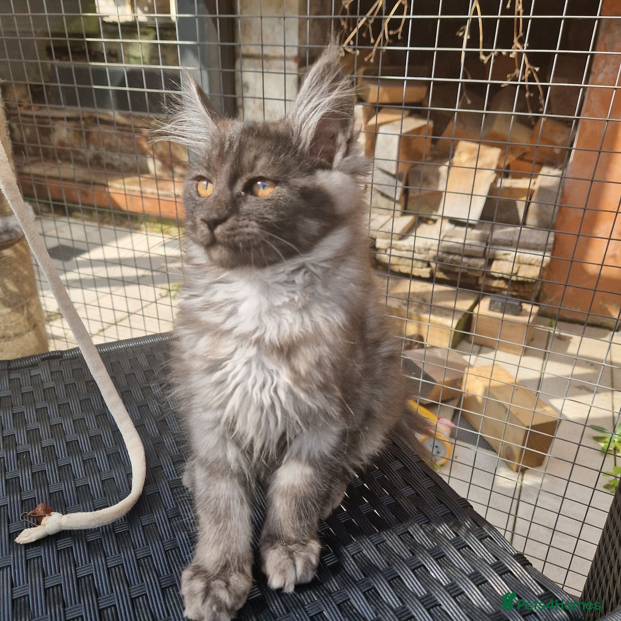 Maine Coon cats Pedigree - smoke russian line mainecoons - Advert 1