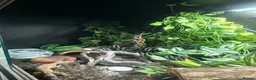 Leopard Gecko reptiles for sale: Female Leopard gecko  - Advert 8