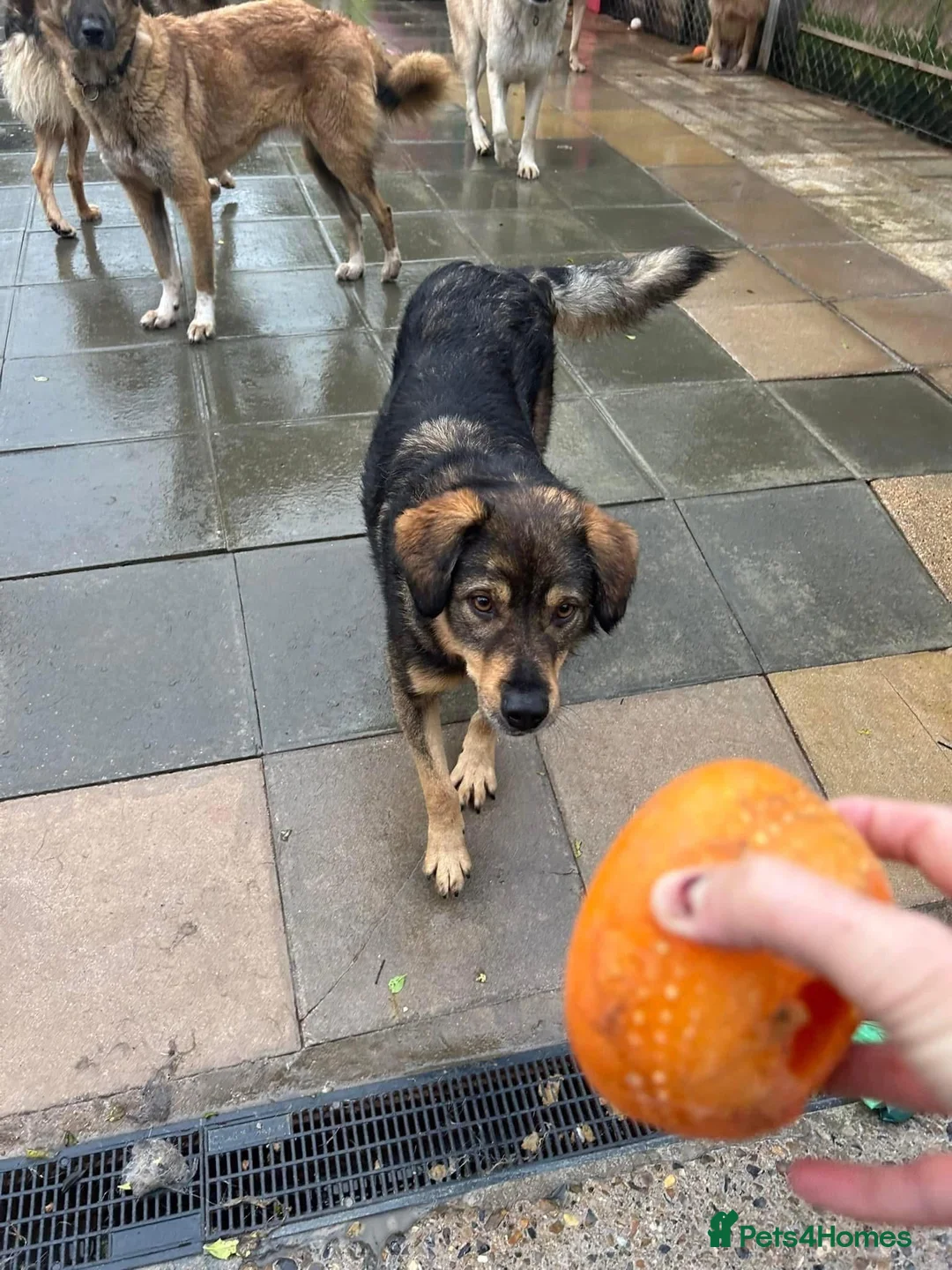 Mixed Breed dogs for adoption: Hovis - Norwich Norfolk  in Norwich - Advert 32