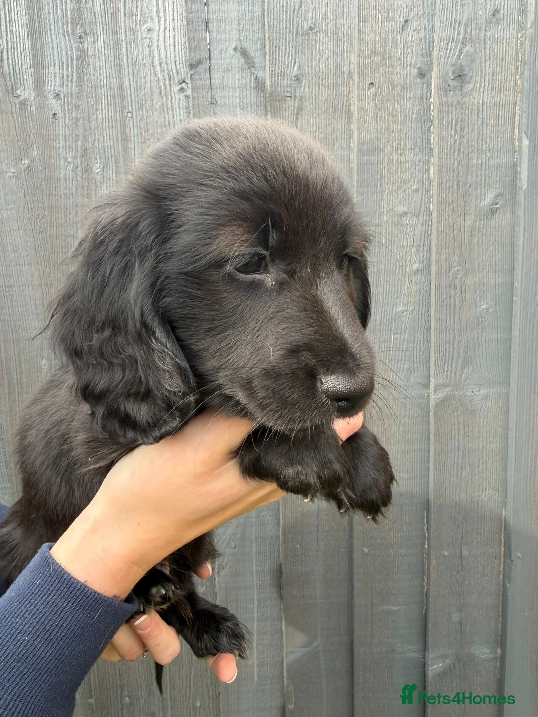 Miniature Dachshund dogs for sale: Beautiful Miniature Dachshund Puppies - Advert 18