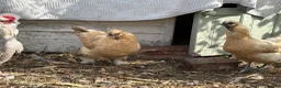 Chickens poultry for sale: Trio bantams: araucana cockerel & gold-top hens  - Advert 5