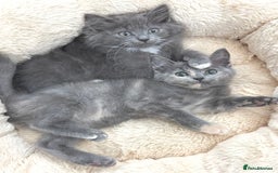 Mixed Breed cats for sale: BEAUTIFUL FLUFFY GREY KITTENS   - Image 13
