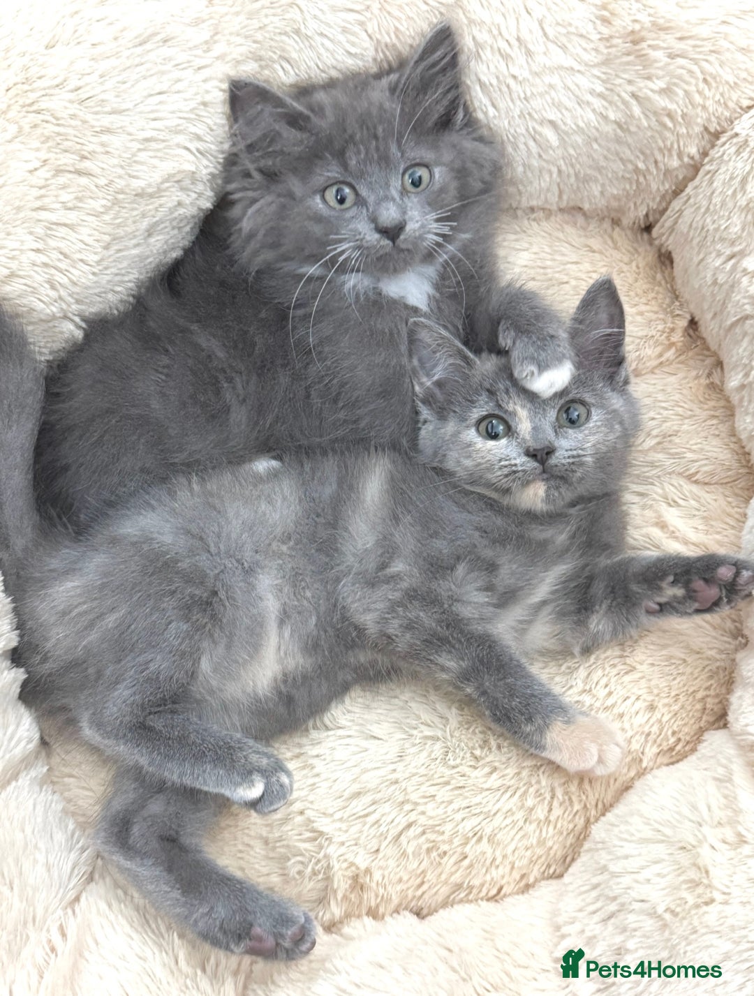 Mixed Breed cats for sale: BEAUTIFUL FLUFFY GREY KITTENS   - Image 13