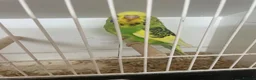 Budgerigars birds for sale: Baby budgies  in Ilminster - Advert 1