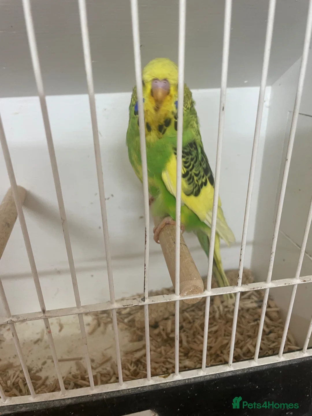 Budgerigars birds for sale: Baby budgies  in Ilminster - Advert 1