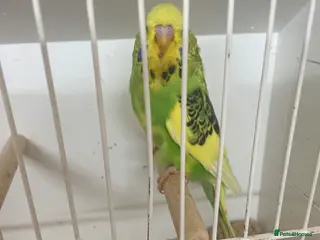 Budgerigars birds Baby budgies - Advert 4