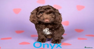 Cockapoo dogs - Advert 15