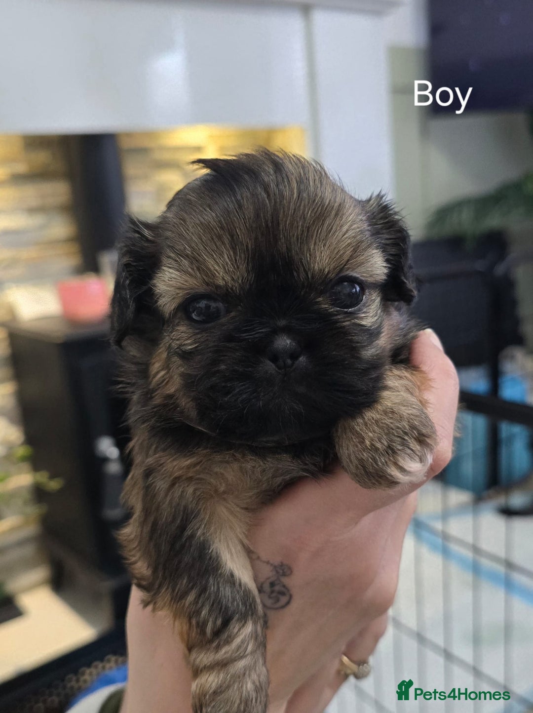 Shih Tzu dogs for sale: Beautiful Shih Tzu Puppies Ready to Leave 19.12.25 - Advert 5