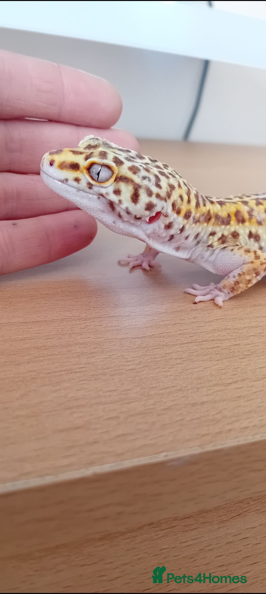 Leopard Gecko reptiles 2 leopard geckos & vivarium  - Advert 7