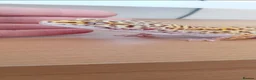 Leopard Gecko reptiles for sale: 2 leopard geckos & vivarium  - Advert 1