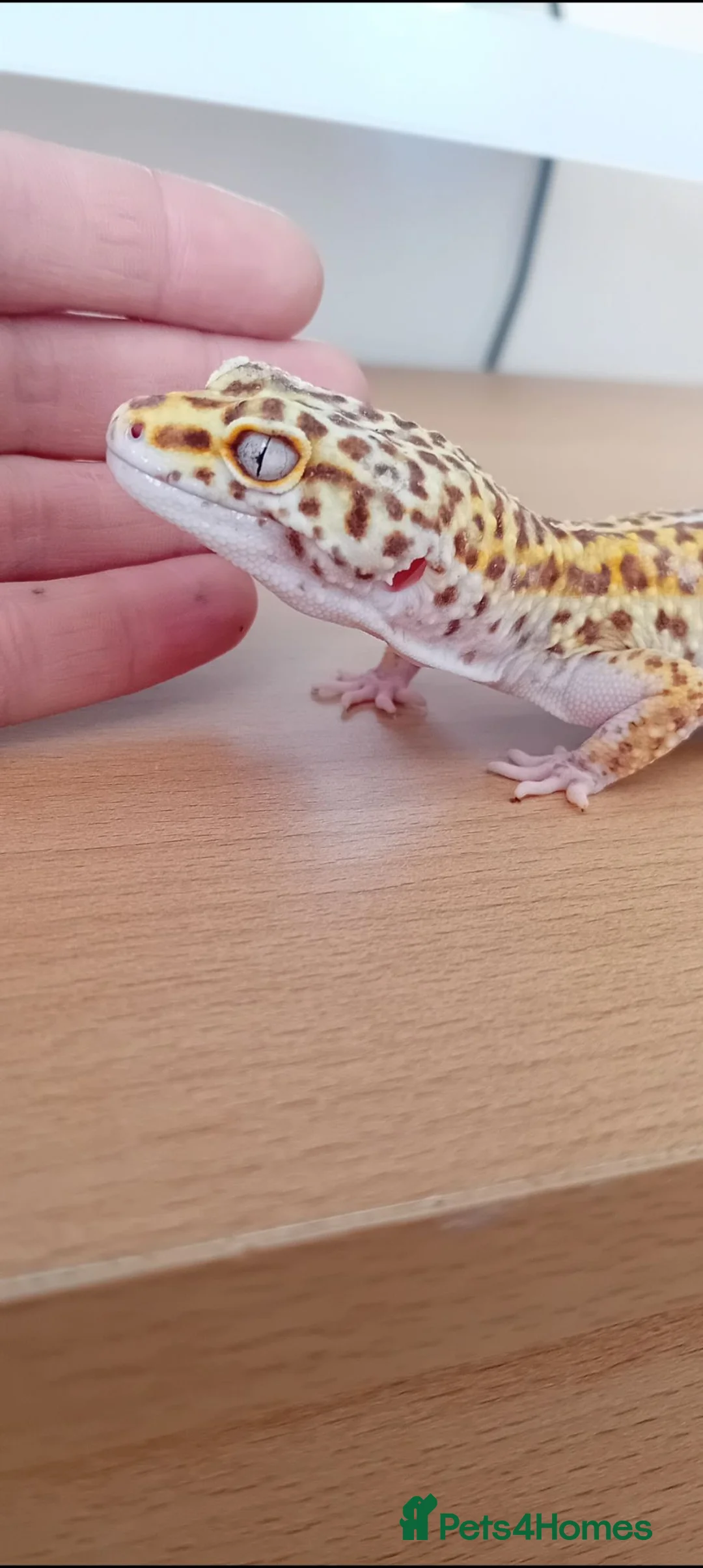 Leopard Gecko reptiles for sale: 2 leopard geckos & vivarium  - Advert 1