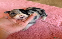 Australian Shepherd dogs for sale: *3 LEFT* Australian shepherd puppies for sale  - Image 10