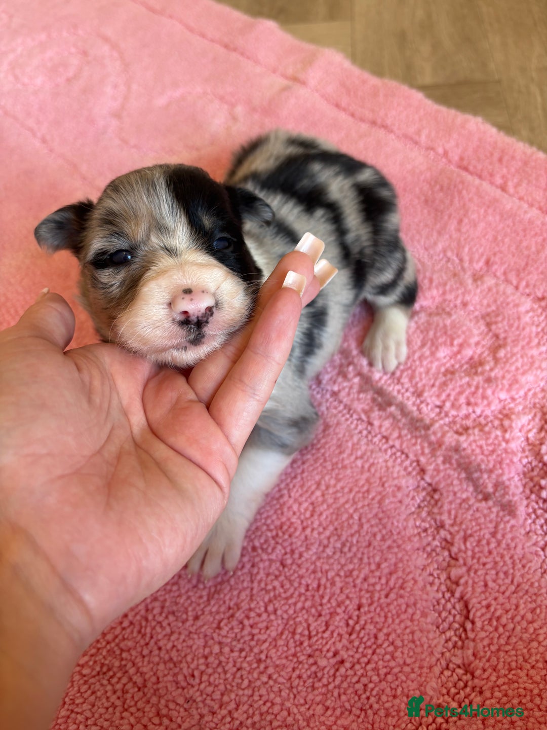 Australian Shepherd dogs for sale: *3 LEFT* Australian shepherd puppies for sale  - Image 10