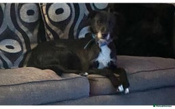 Mixed Breed dogs for sale: Male mixed breed dog - Image 3