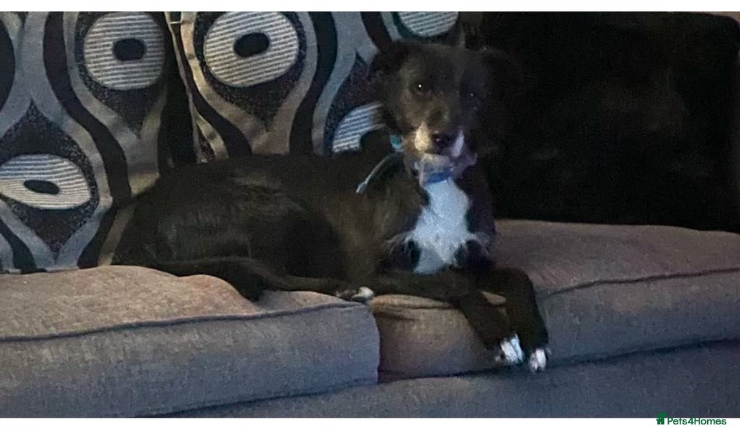 Mixed Breed dogs for sale: Male mixed breed dog - Image 3