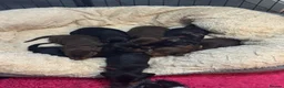 Miniature Dachshund dogs for sale: 7 kc reg dna tested mini dachshund puppies  - Advert 3