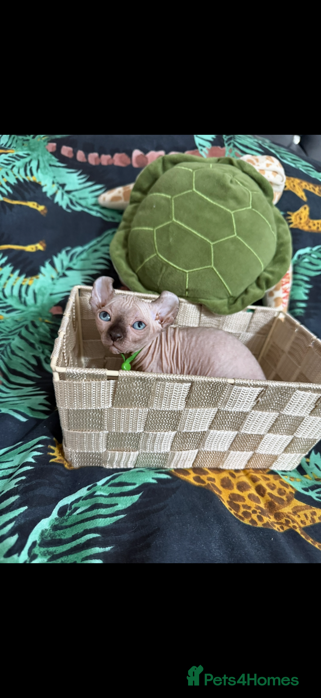 Sphynx cats for sale: Bald, bold elf blue eyes kittens  - Image 31