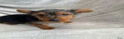 Yorkshire Terrier dogs for sale: 4 lovely DL registered Yorkie puppies  in Chatham - Advert 9
