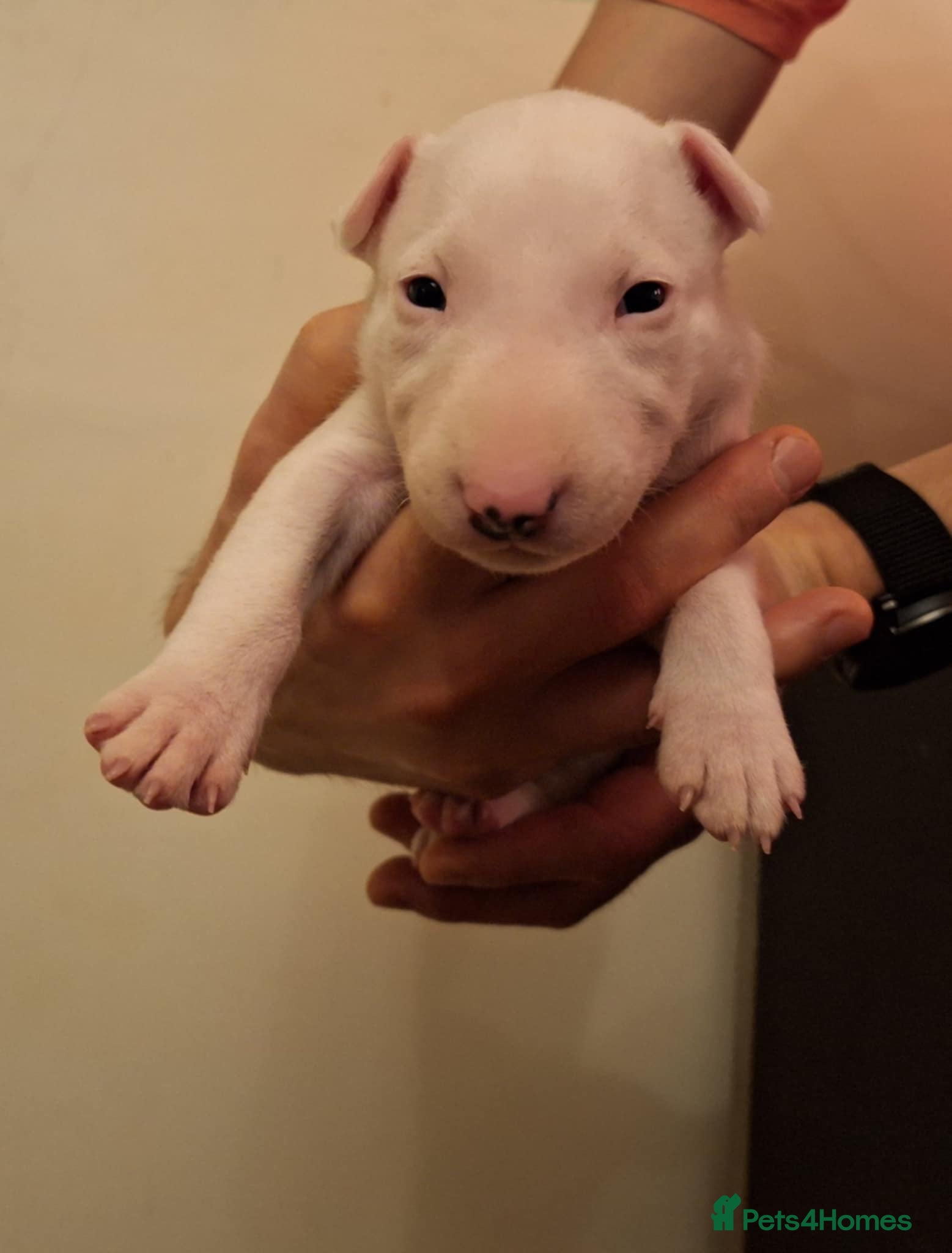 English Bull Terrier dogs Top quality Bull Terrier puppies available. - Advert 2