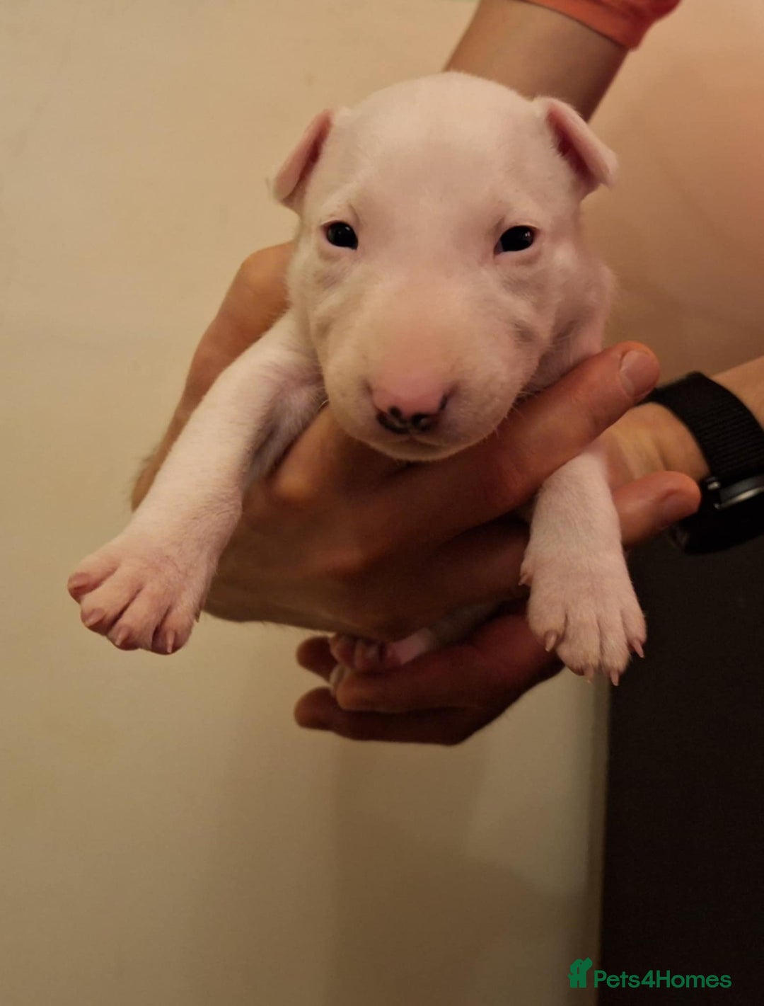English Bull Terrier dogs for sale: Top quality Bull Terrier puppies available. - Advert 3
