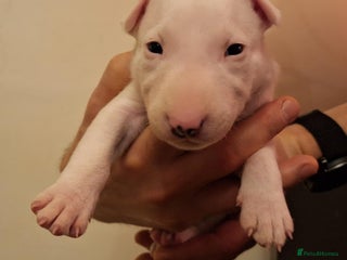 English Bull Terrier dogs Top quality Bull Terrier puppies available. - Advert 1