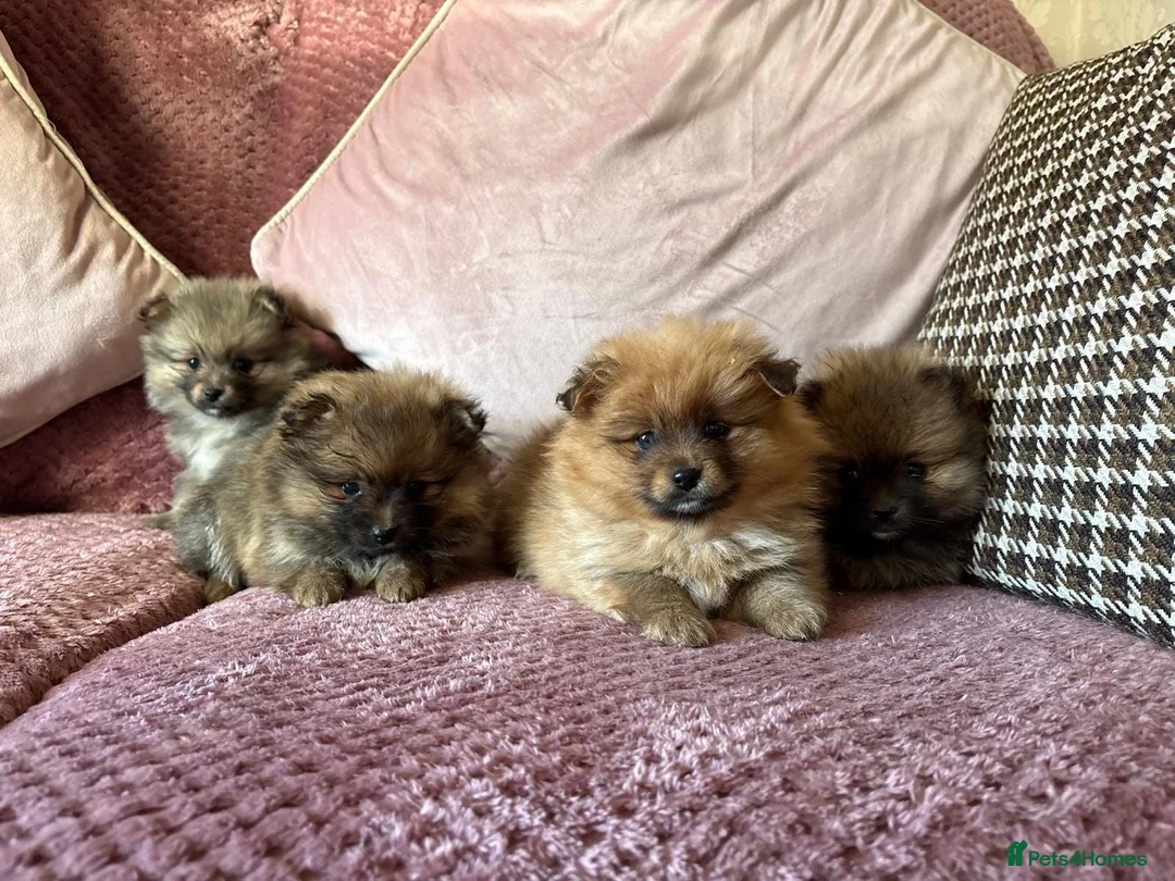 Pomeranian dogs for sale: STUNNING FULL TEDDY BEAR POMS in Heywood - Advert 1