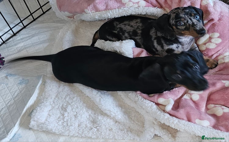 Miniature Dachshund dogs Miniature Dachshunds Puppies - Advert 8