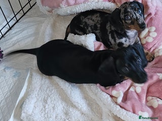 Miniature Dachshund dogs Miniature Dachshunds Puppies - Advert 15