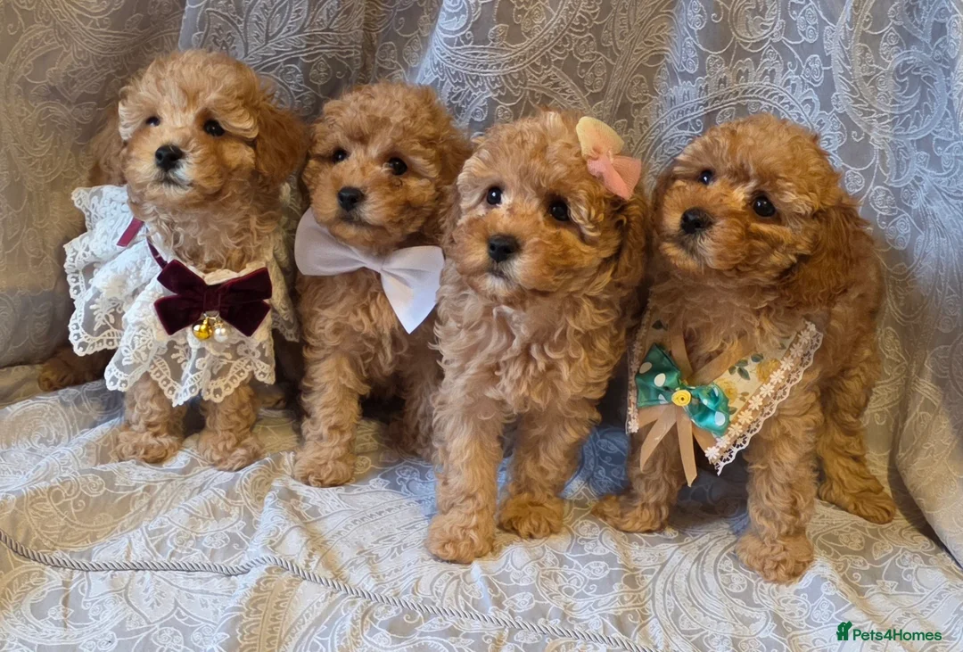 Miniature Poodle dogs for sale: four beautiful little red poodle girls - Advert 20