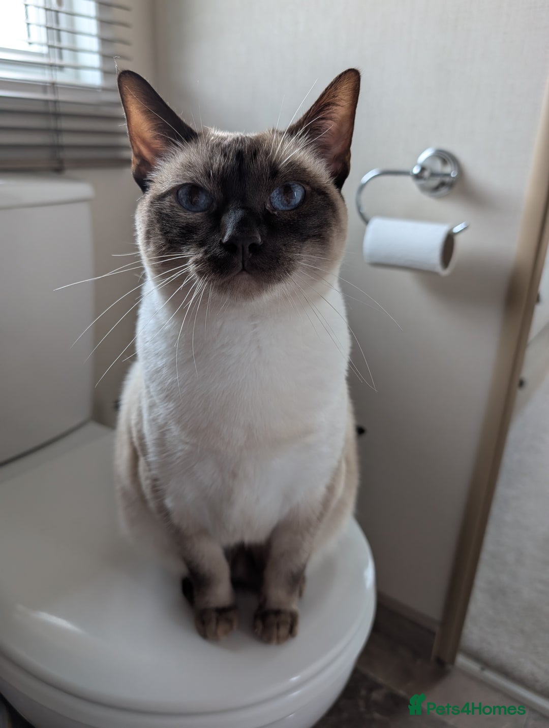 Siamese cats for sale: Traditional Type Female Chocolate Point Siamese - Image 4