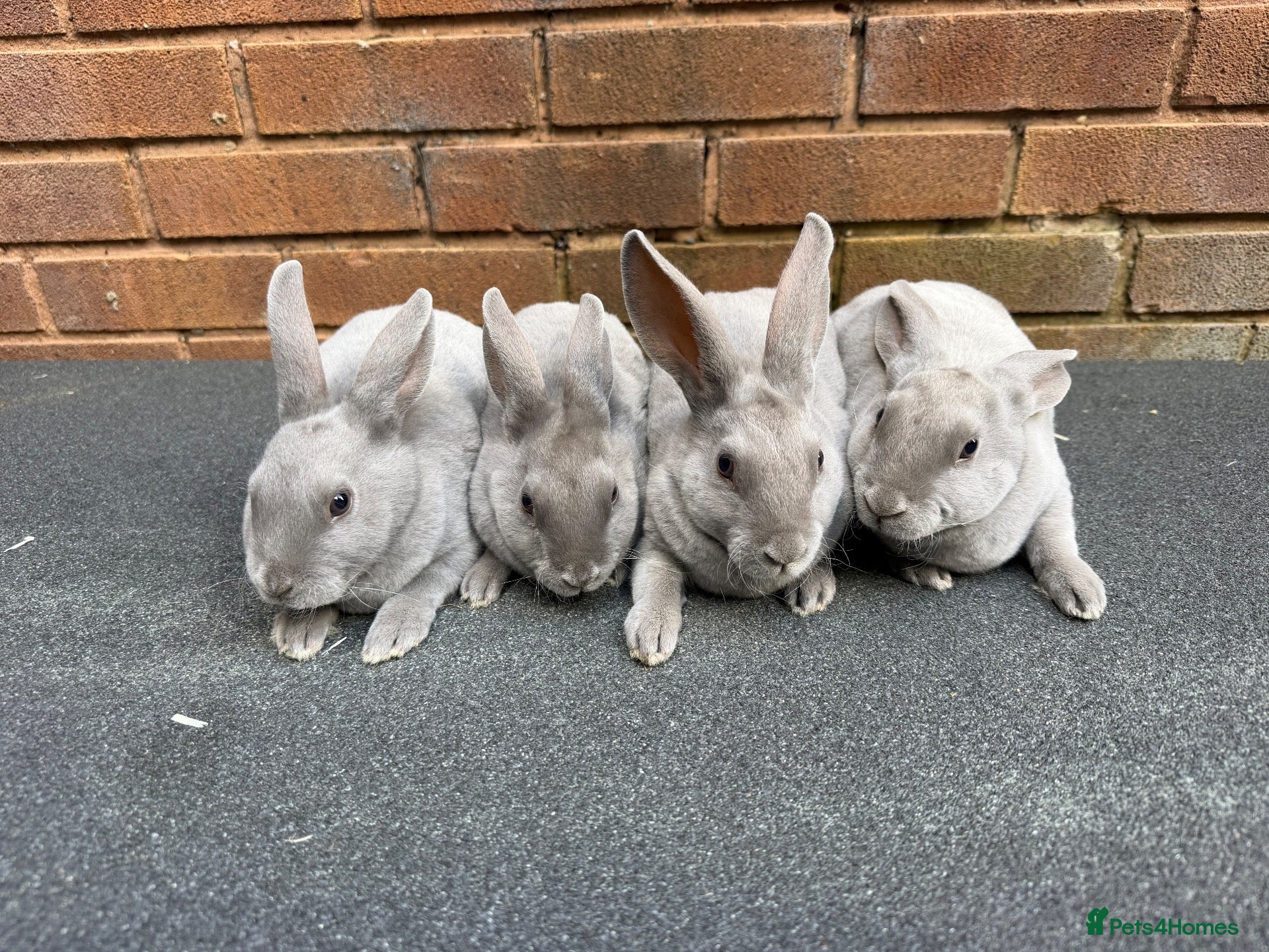 Rex rabbits Stunning lilac Baby mini Rex  - Advert 1
