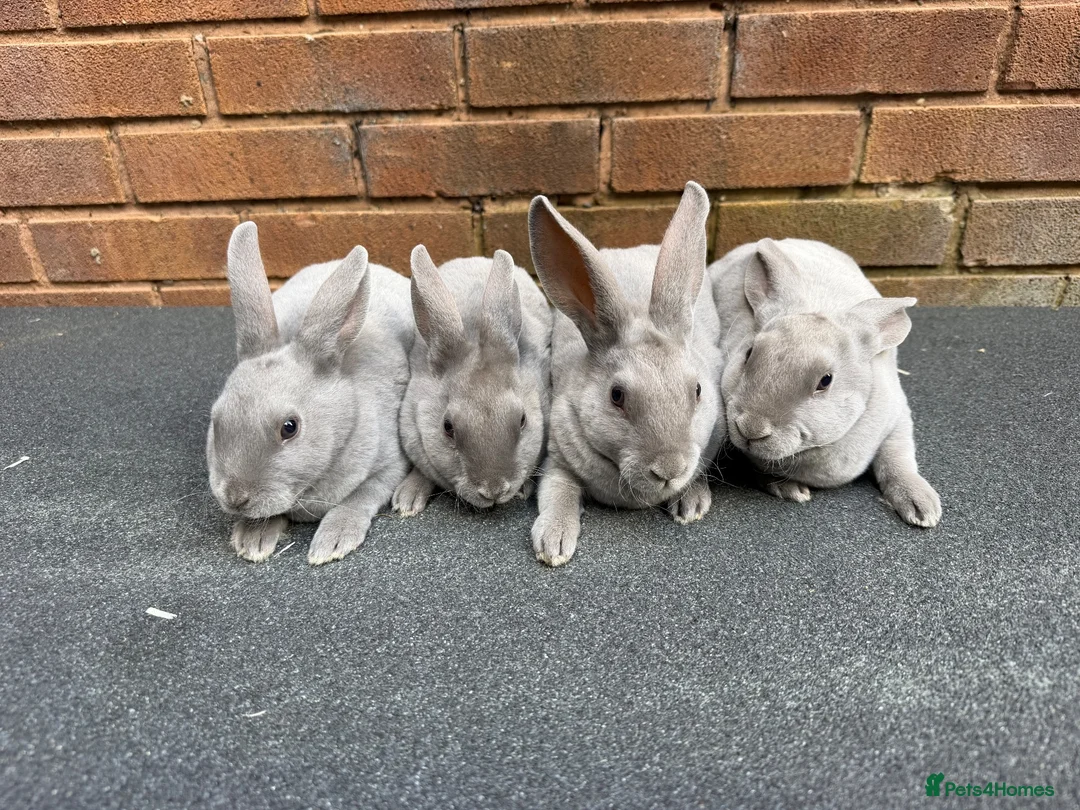 Rex rabbits for sale: Stunning lilac Baby mini Rex  - Advert 1